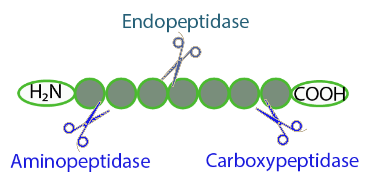 Introduction into Proteinase K GoldBio
